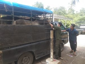 Hindari Penyebaran Virus PMK Di Pasar Ternak, Dinas Terkait Lakukan Pemeriksaan.