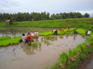 Galang Dana Untuk Pembangunan Mesjid,Pemuda Jorong Pabalutan Goro Menanam Padi