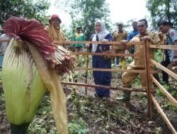 Amorphophallus Titanum Tumbuh Di Nagari Buo