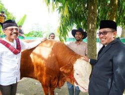 Bupati Eka Putra dan Keluarga Kurban Satu Ekor Sapi Seberat 1 Ton